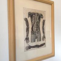 1871 Rara incisione medica, Sistema circolatorio