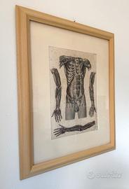 1871 Rara incisione medica, Sistema circolatorio