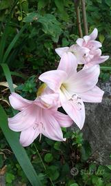 Tre bulbi di Amaryllis Belladonna
