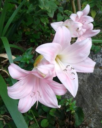 Tre bulbi di Amaryllis Belladonna