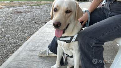 Cuccioli di cani