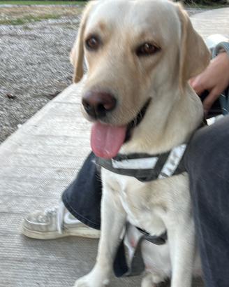 Cuccioli di cani