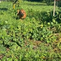 Staffordshire bull terrier