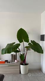 Stupenda pianta da interno Alocasia Imperial Red