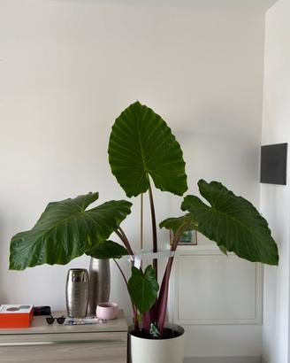 Stupenda pianta da interno Alocasia Imperial Red