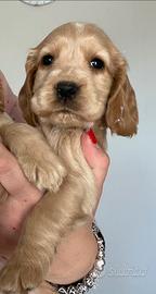 Cuccioli cocker spaniel inglesi