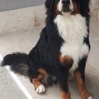 Bovaro del bernese