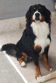Bovaro del bernese