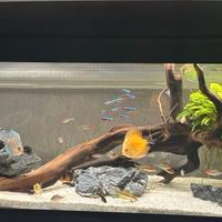 Aquario completo di accessori