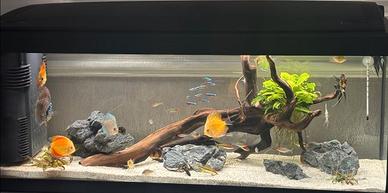 Aquario completo di accessori