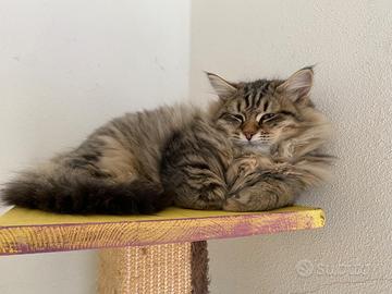 Gattino siberiano black tabby