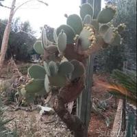 Piante grasse siciliane Opuntia leucotricha