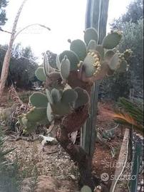 Piante grasse siciliane Opuntia leucotricha