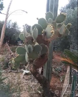 Piante grasse siciliane Opuntia leucotricha