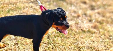 Rottweiler Femmina 4 mesi