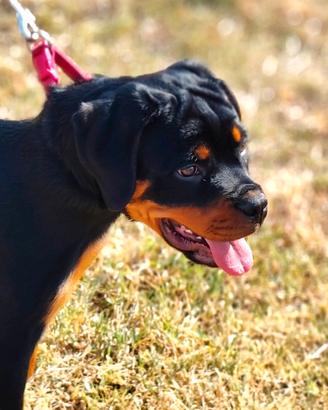 Rottweiler Femmina 4 mesi