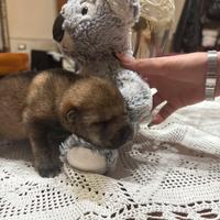 Cane lupo cecoslovacco