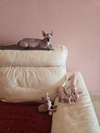 Canadian Sphynx 