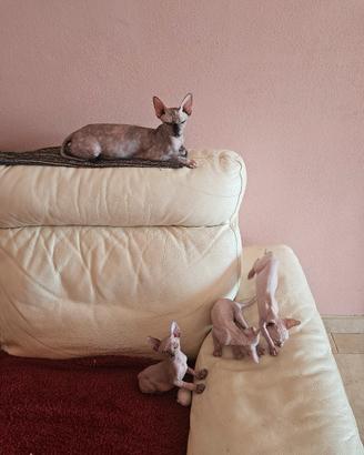 Canadian Sphynx 