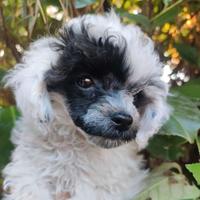 Barboncino teacup TAGLIA DA BORSETTA