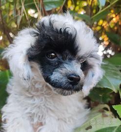 Barboncino teacup TAGLIA DA BORSETTA