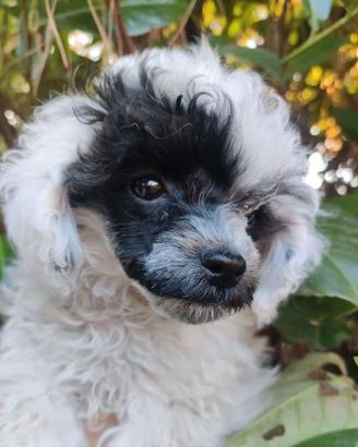 Barboncino teacup TAGLIA DA BORSETTA