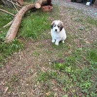 Cuccioli Monteroni D'Arbia Siena