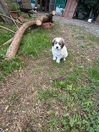 Cuccioli Monteroni D'Arbia Siena