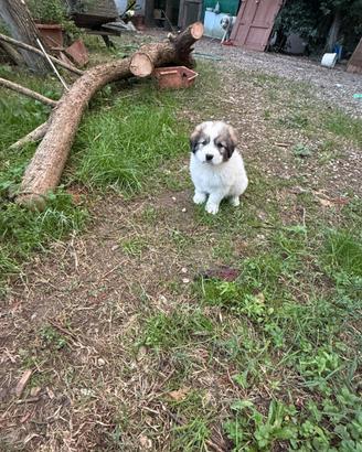 Cuccioli Monteroni D'Arbia Siena