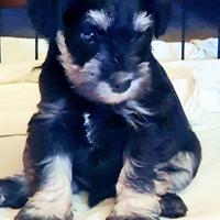 Schnauzer Nani Nero Argentato