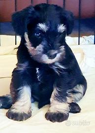 Schnauzer Nani Nero Argentato