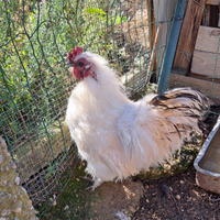 Galline moroseta