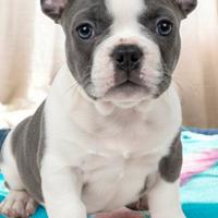 Bulldog francese