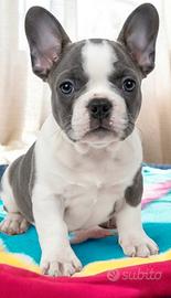 Bulldog francese