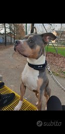 Disponibile monta pitbull terrier ukc