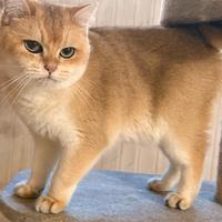 British Shorthair femmina golden Chinchilla pedigr