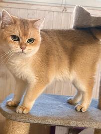 British Shorthair femmina golden Chinchilla pedigr
