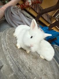 Conigli nani