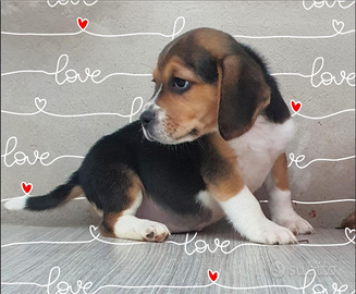 Beagle