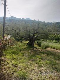 🫒 Ulivo secolare monumentale