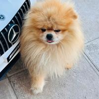 Spitz Pomerania Tedesco maschio per accoppiamento