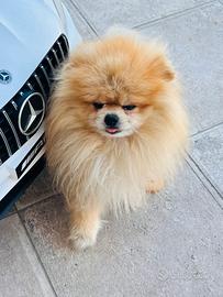 Spitz Pomerania Tedesco maschio per accoppiamento