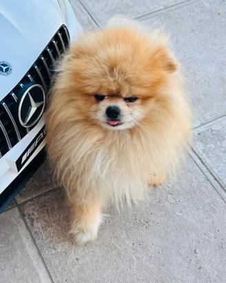Spitz Pomerania Tedesco maschio per accoppiamento