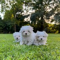 Maltesi cuccioli
