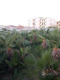 Chamaerops Humilis
