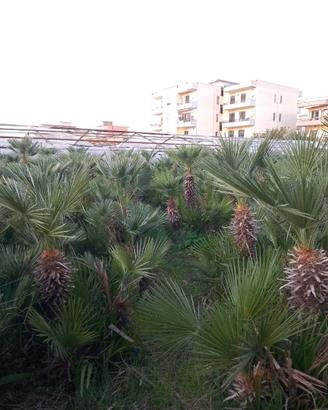 Chamaerops Humilis