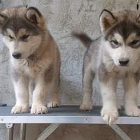 Femmina Alaskan Malamute