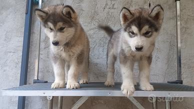 Femmina Alaskan Malamute