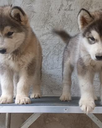 Femmina Alaskan Malamute