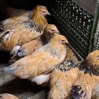 Galline ornamentali